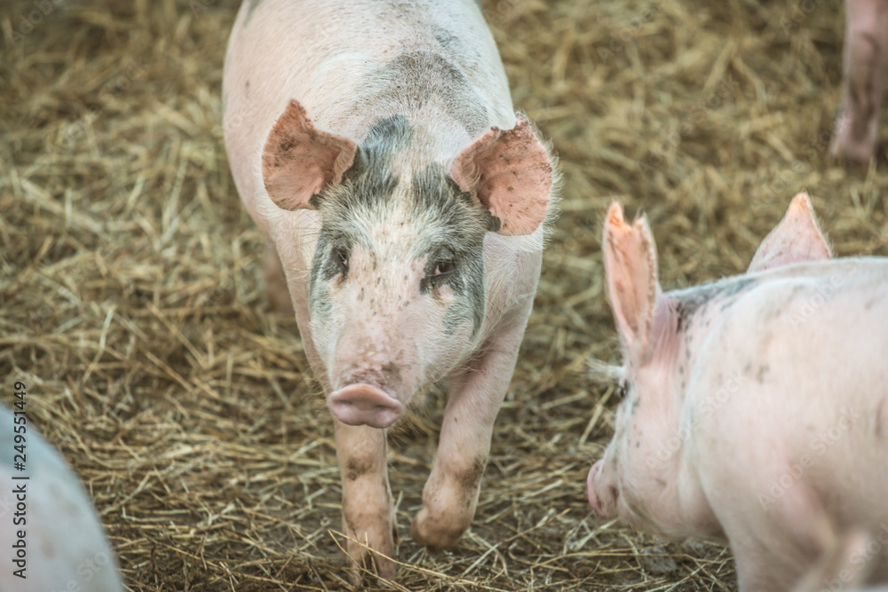 Young pink pigs in the farm. Animal protection concept Young pink pigs in the farm. Animal protection concept