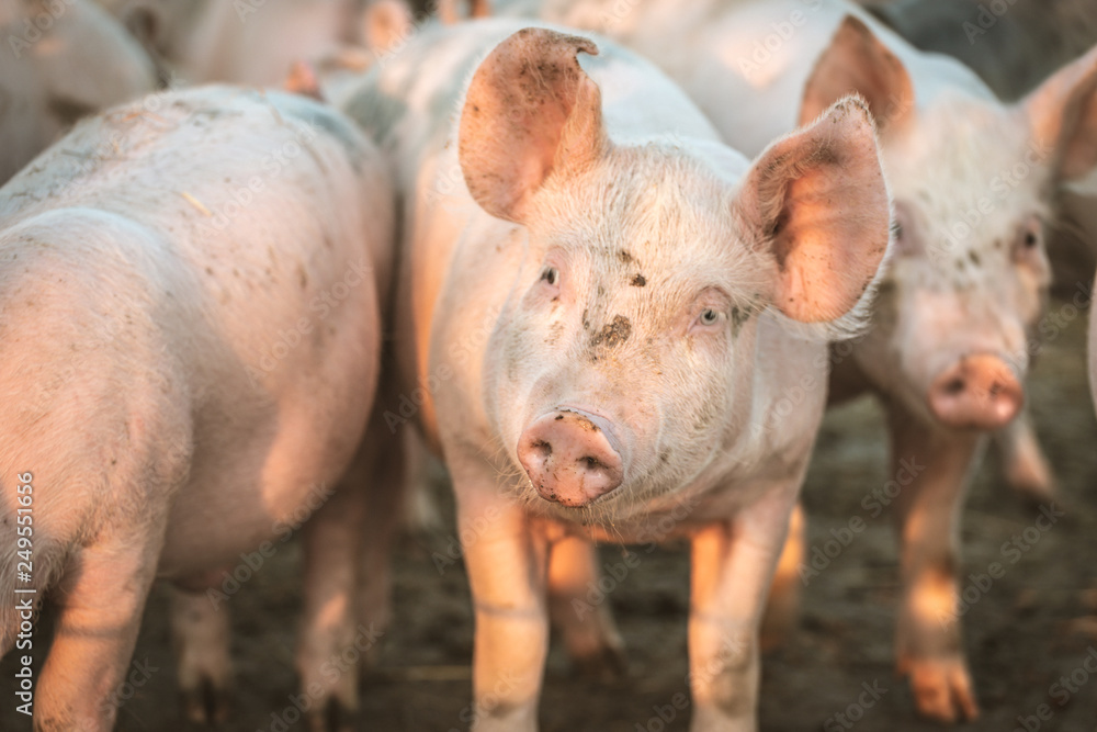 Young pink pigs in the farm. Animal protection concept Young pink pigs in the farm. Animal protection concept