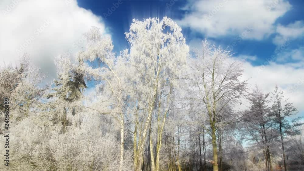 Frozen Winter Trees And Clouds Time Lapse Frozen Winter Trees And Clouds Time Lapse