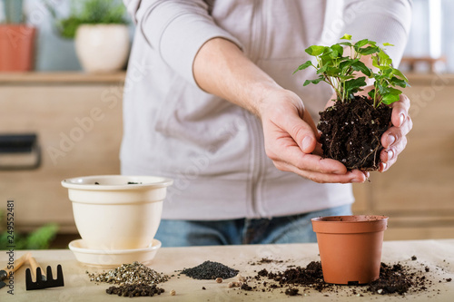 Home gardening concept. Plant transplantation background. Hands replanting houseplant.