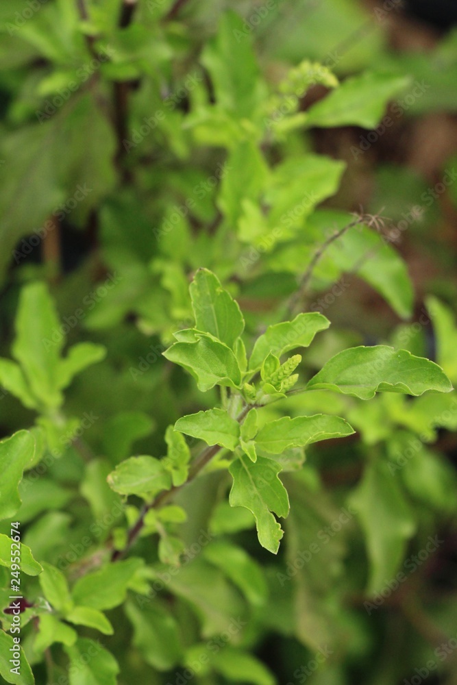 Basil tree at organic in the garden Basil tree at organic in the garden