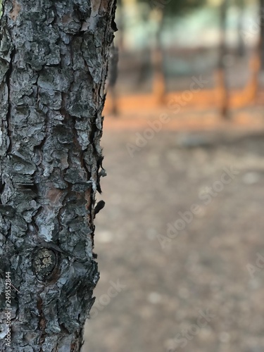 Arbol bosque naturaleza 
