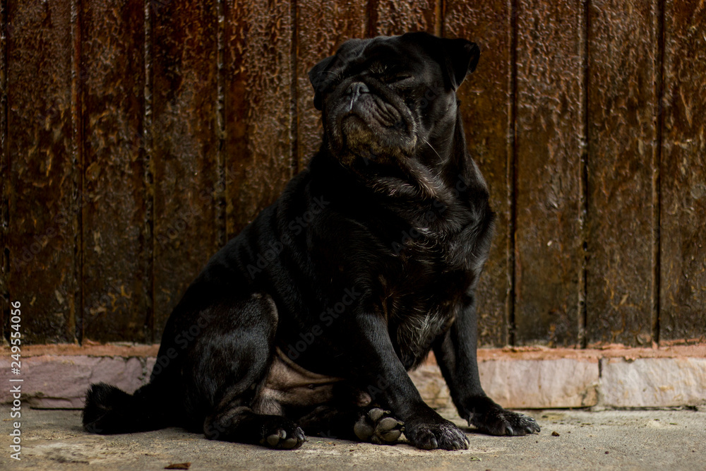 Obraz premium perro meditando