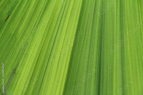 Green leaf background is beauty in nature