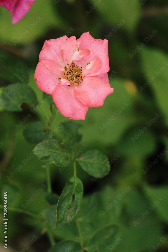 Beautiful roses is blooming in the garden Beautiful roses is blooming in the garden
