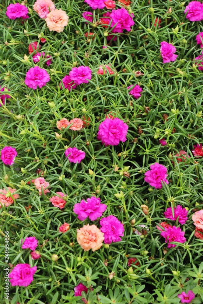 Fototapeta premium Beautiful bloom colorful flowers in the garden