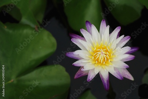 Beautiful lotus in the pond with nature