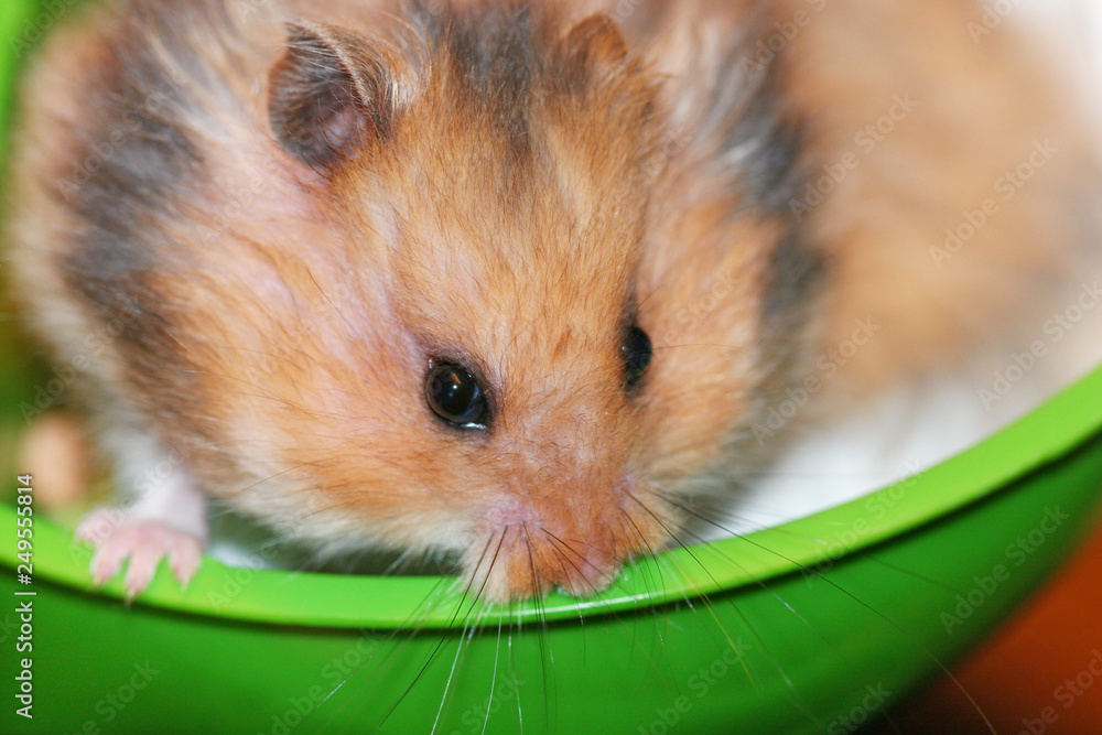 Fluffy syrian hamster close up face Stock Photo