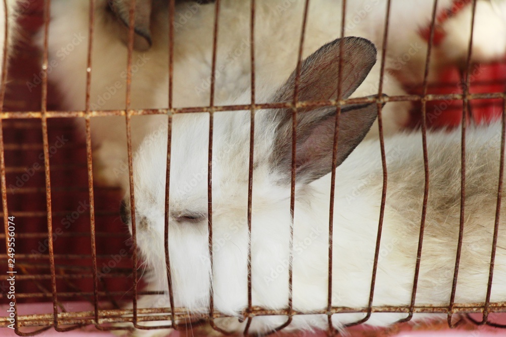 Obraz premium Rabbit white is lovely in the cage