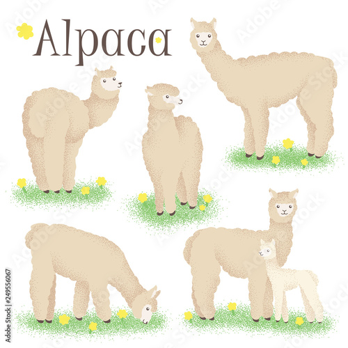 A set of alpacas with white hair