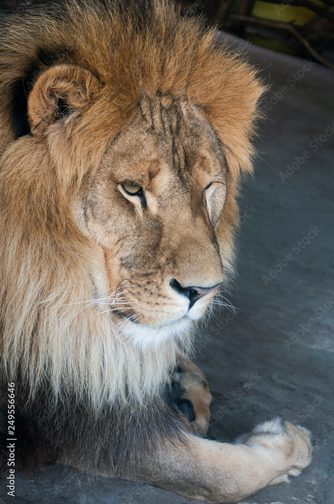 Naklejka close-up of an African lion