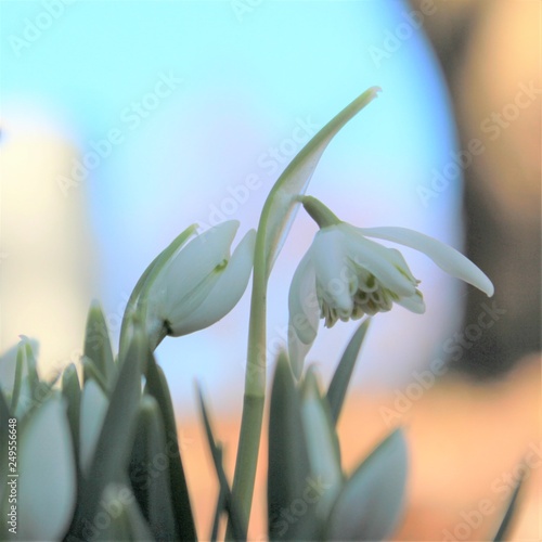 Snowdrops in the nature