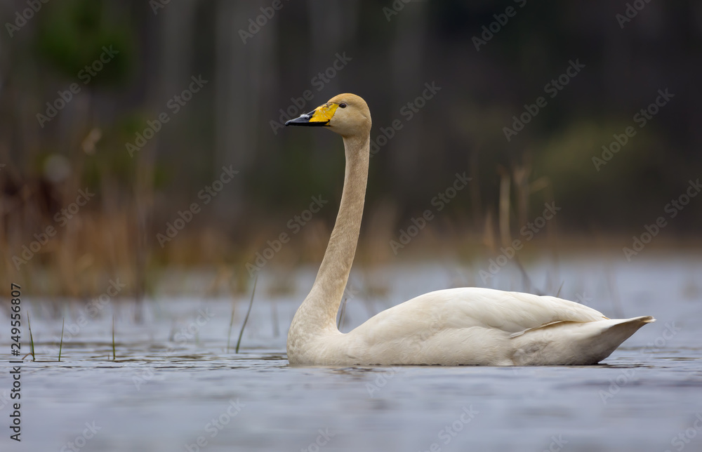 Obraz premium Lonely whooper swan swims on grey waters of small pond in dark spring time