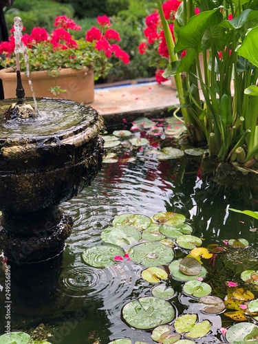 Flor lago algas fuente patios andalucia viana