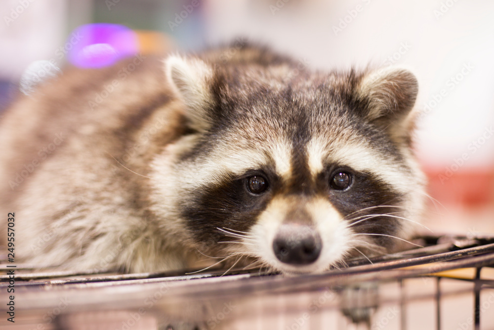 Portrait of a cunning raccoon. Closeup Portrait of a cunning raccoon. Closeup