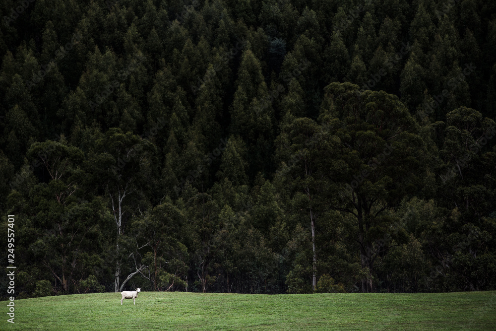 Obraz premium Lone sheep in field