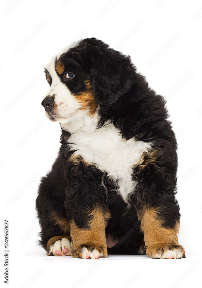 little bernese mountain dog puppy