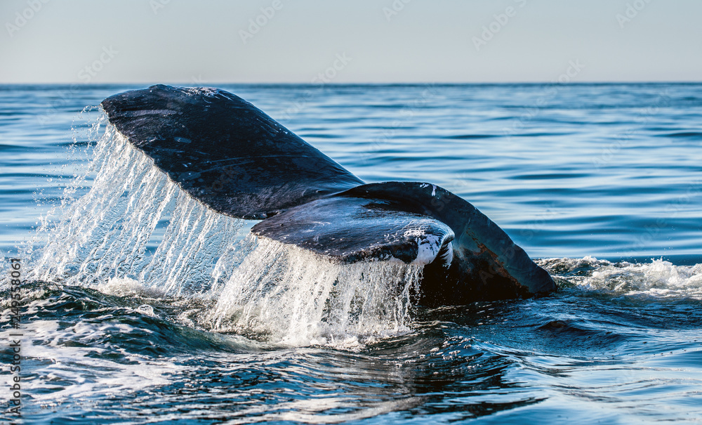 Fototapeta premium Tail fin of the mighty humpback whale (Megaptera novaeangliae). Blue ocean background.