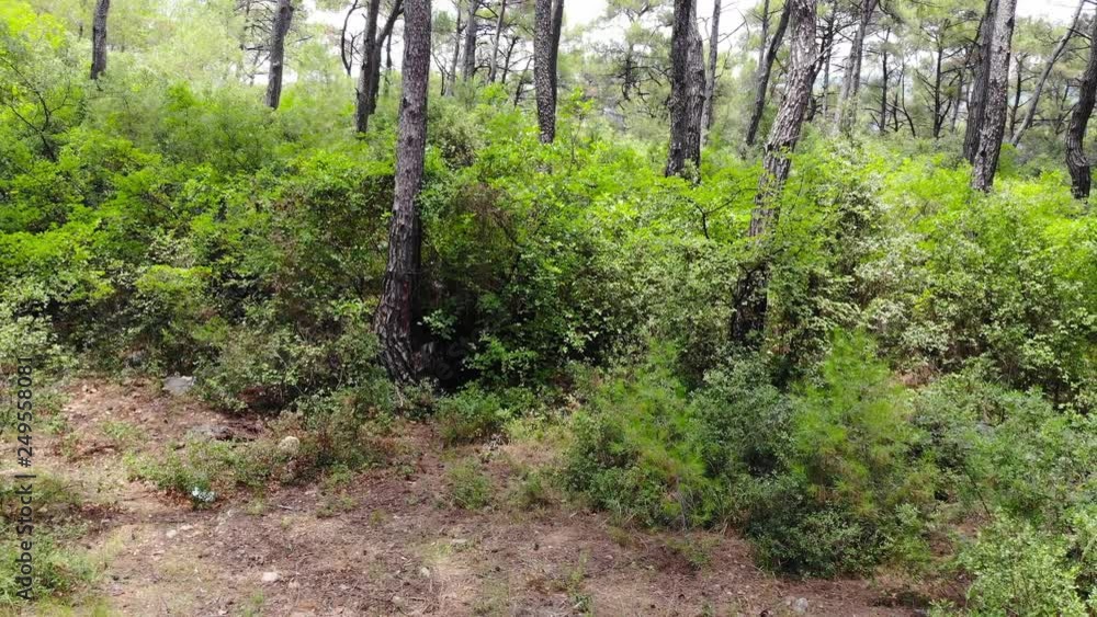 A moving camera clip from Aegean pine forests, shot in the spring. A moving camera clip from Aegean pine forests, shot in the spring.
