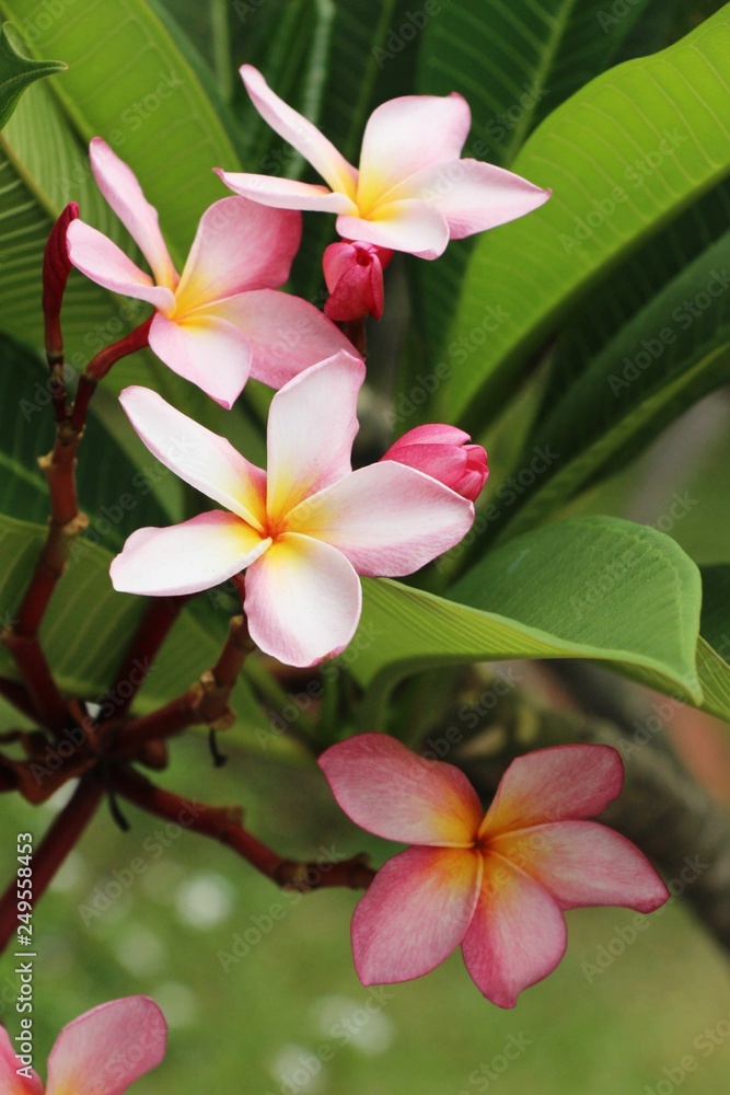 Fototapeta premium Plumeria flower with beautiful in the nature