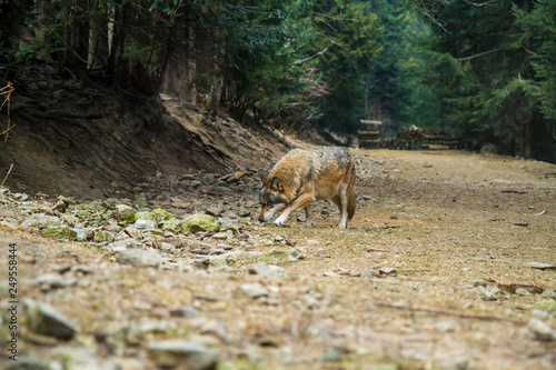 Loup Parc Alpha