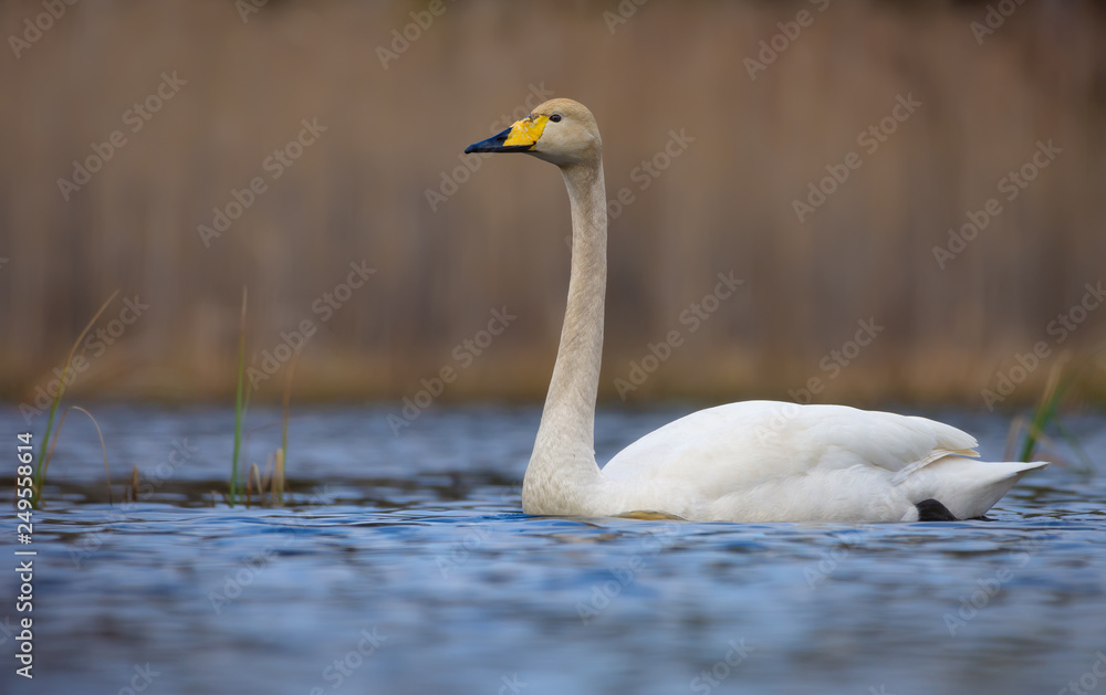 Lovely whooper swan swims on bright coloured water surface of big pond with clean dry background Lovely whooper swan swims on bright coloured water surface of big pond with clean dry background