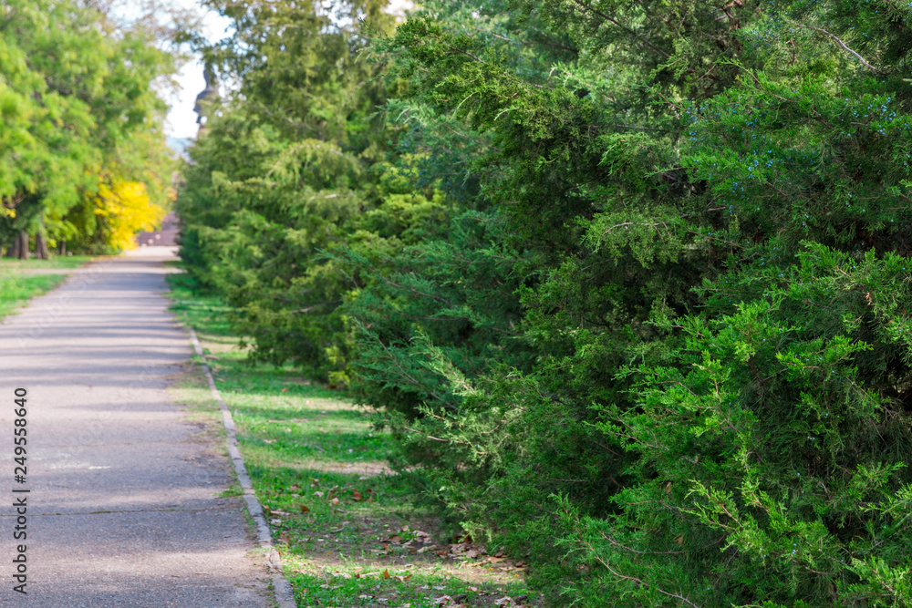 Green hedge of thuja trees alley in city park Green hedge of thuja trees alley in city park
