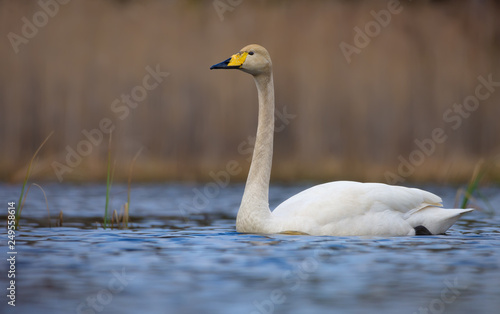 Lovely whooper swan swims on bright coloured water surface of big pond with clean dry background