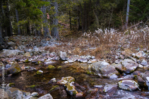 Rivière des Alpes en forêt