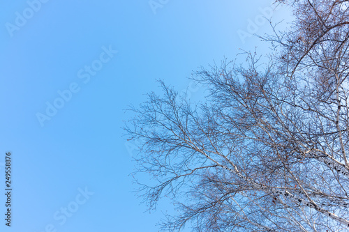 Thin branches of a birch on a clear winter day against a blue sky.