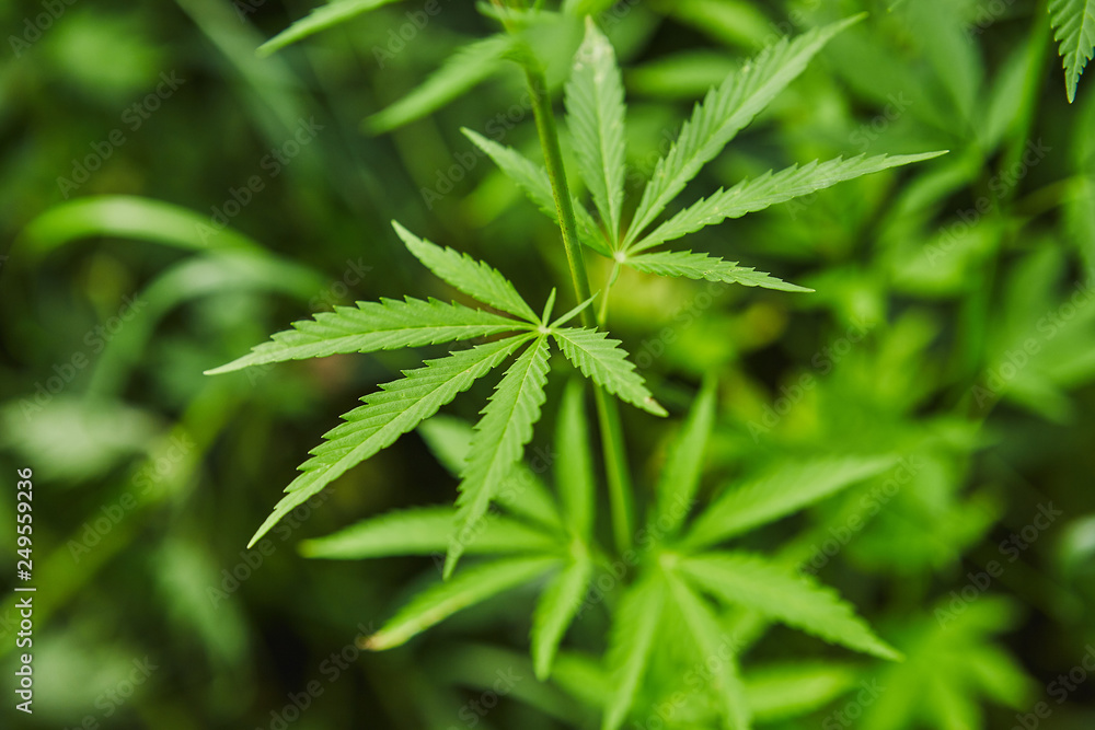 Green fresh marijuana leaves pattern Green fresh marijuana leaves pattern