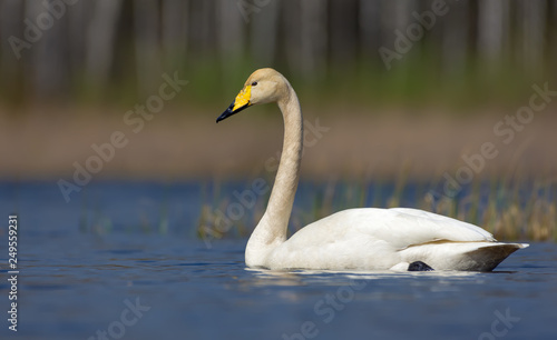 Whooper posing in very bright colored waters of spring lake
