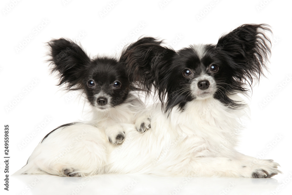 Continental Toy Spaniel puppies Continental Toy Spaniel puppies