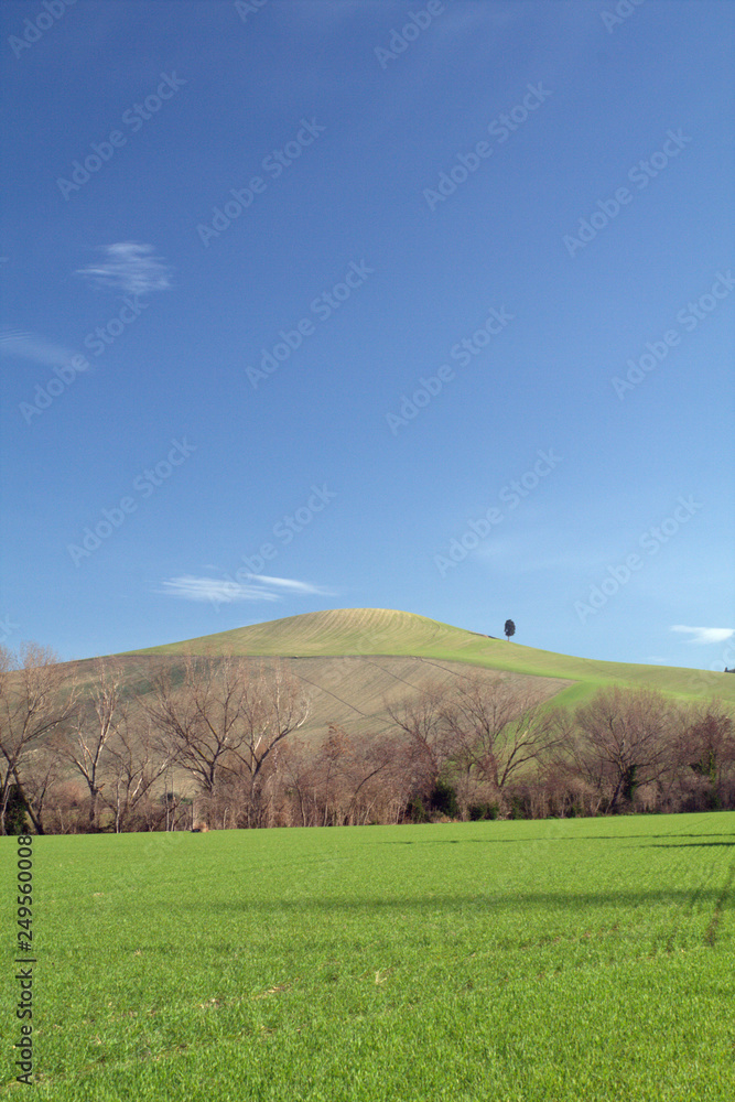 landscape with green field and blue sky,countryside,rural,cloud,view,panorama,horizon,agriculture,tree