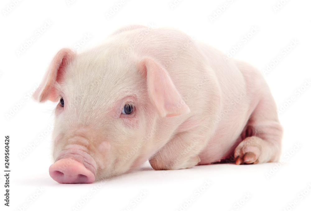 Pig on white. Pig on white.