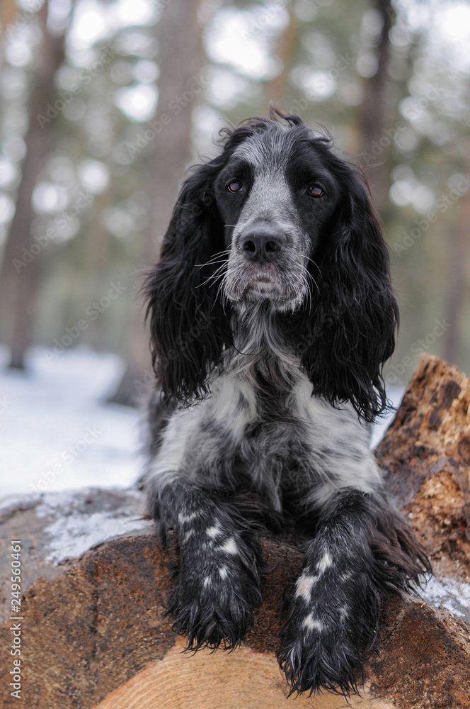 dog russian spaniel breed in winter forest dog russian spaniel breed in winter forest