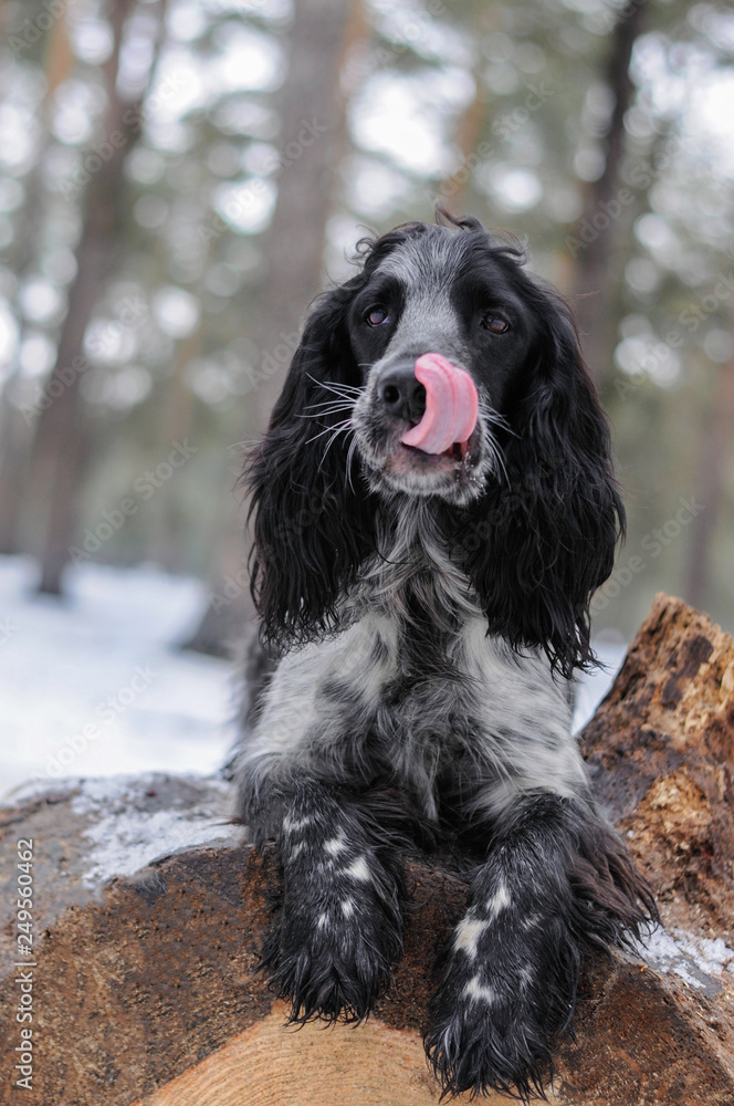 dog russian spaniel licked up in winter forest dog russian spaniel licked up in winter forest