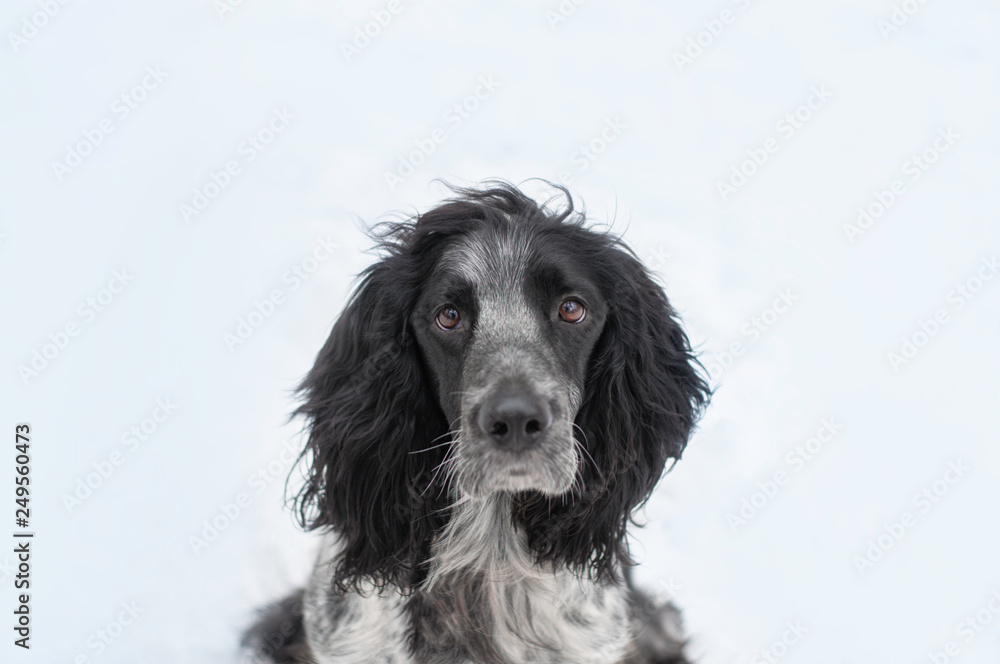portrait of a dog russian spaniel breed isolated on white background