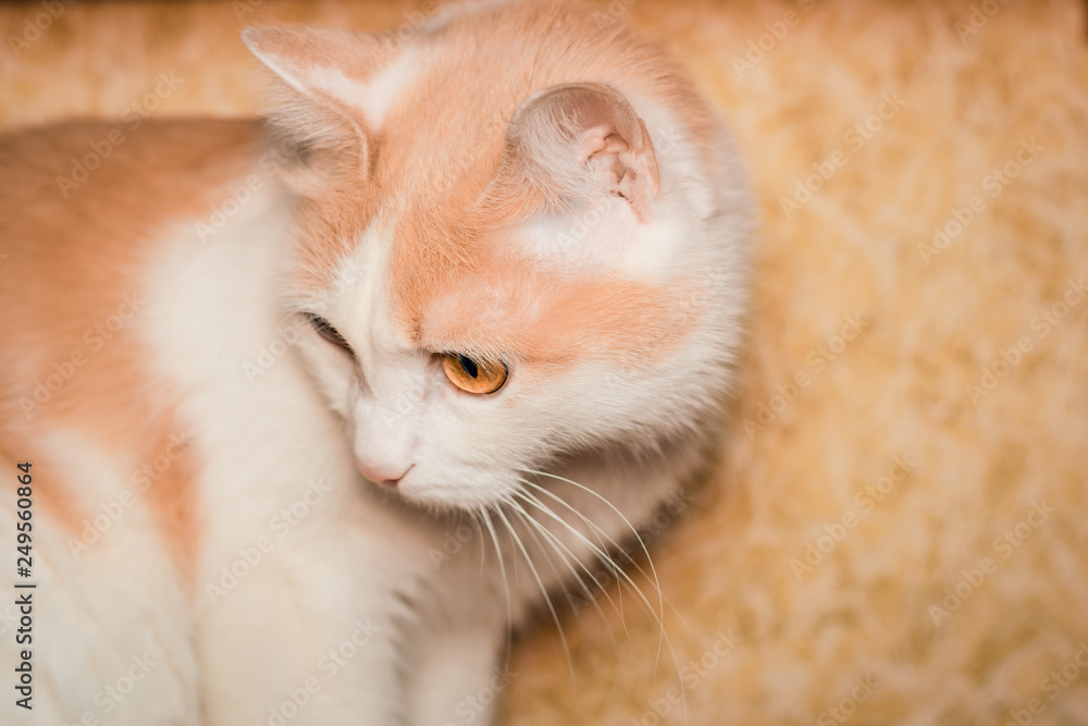 Portrait of a white-red cat