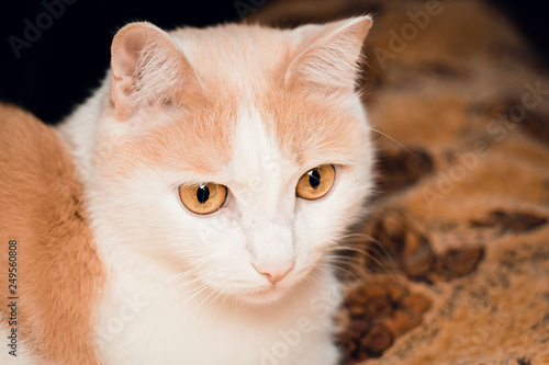 Portrait of a white-red cat