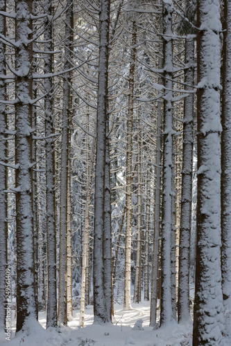 Verschneiter Winterwald in S  dbayern  Deutschland