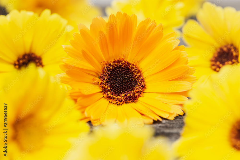 Orange marigold flowers with green leaves (Calendula officinalis) on wooden background. Orange marigold flowers with green leaves (Calendula officinalis) on wooden background.