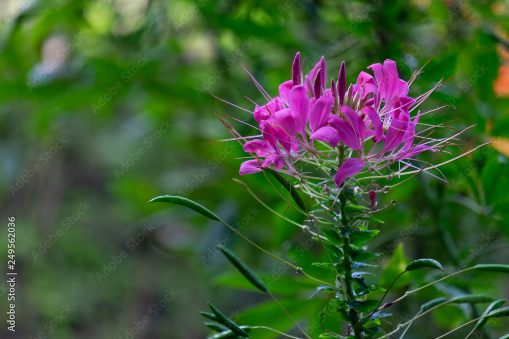 pink flower and plant pink flower and plant