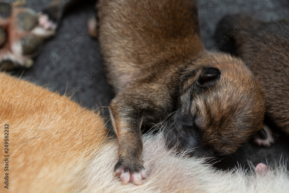 Obraz premium Close-up of a Newborn Shiba Inu puppy. Japanese Shiba Inu dog. Beautiful shiba inu puppy color brown and mom. 1 day old.