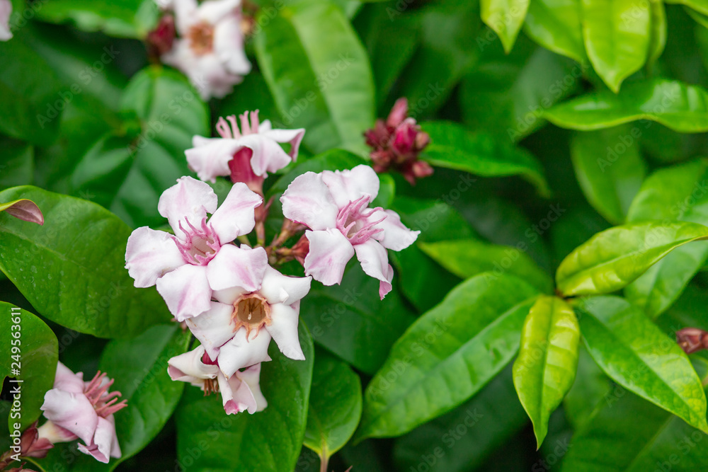 White and pink Climbing oleander or Cream fruit flowers White and pink Climbing oleander or Cream fruit flowers