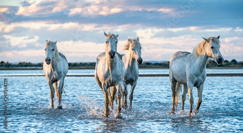 Fototapeta Naklejka Na Ścianę i Meble -  White Camargue Horses galloping on the water.