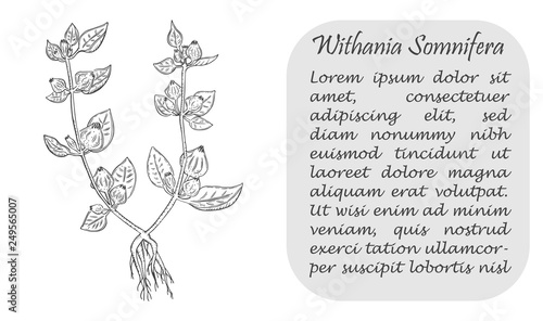 Banner with Indian Ginseng and Place for Text