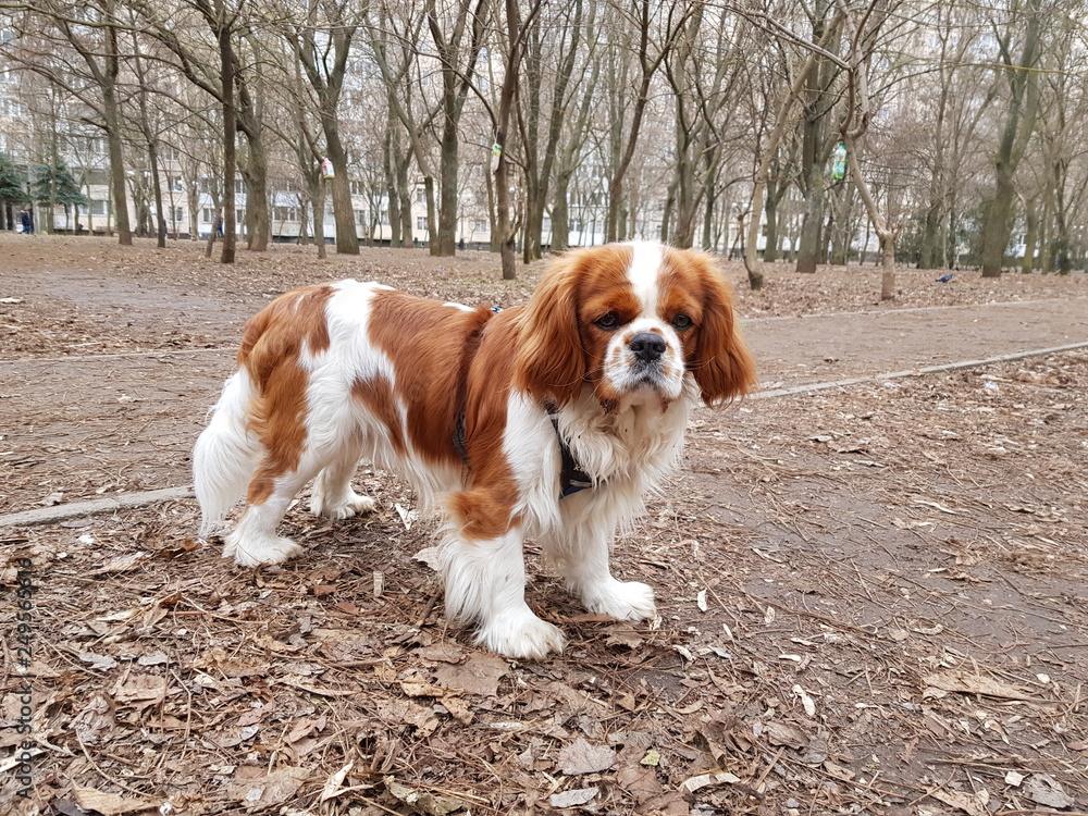 cavalier king charles spaniel cavalier king charles spaniel