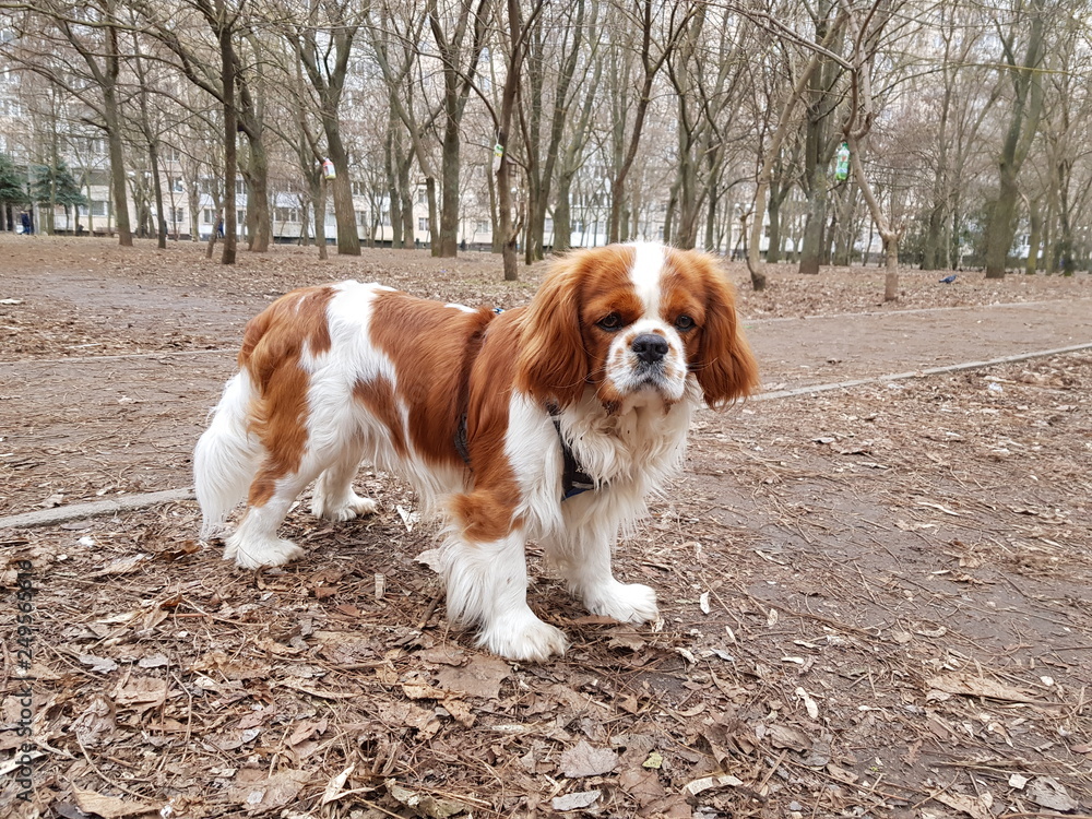 cavalier king charles spaniel