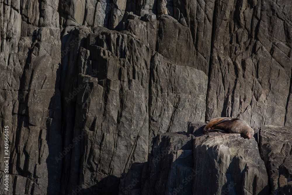 Seal rests on rock, Tasmania